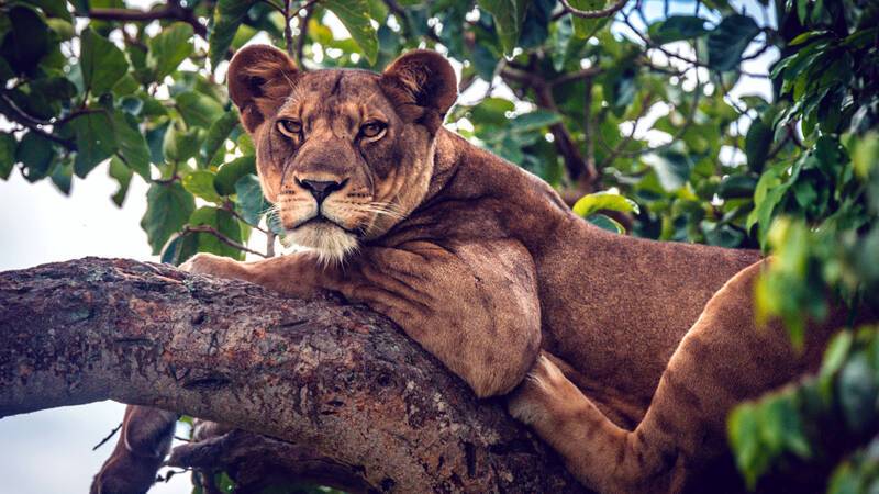  Ishasha Wilderness Camp Ouganda Lion